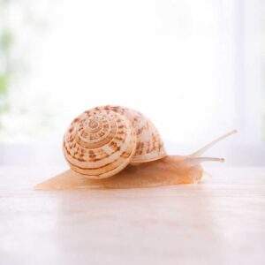 Caracol blanquillo Theba pisana