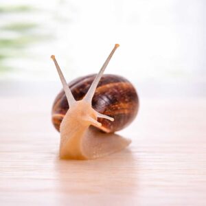 Caracol viñal Otala punctata